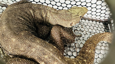 Des habitants remettent un varan nébuleux rare, mesurant près d'un mètre de long.