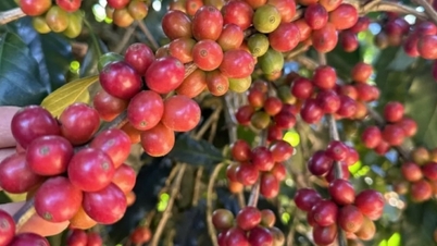 Os preços mundiais do café continuam a cair.