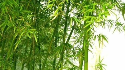 13 สรรพคุณทางยาจากไม้ไผ่