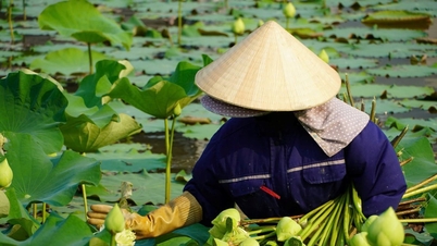 Thời tiết Nghệ An ngày 20/5: Phổ biến có mưa vừa đến mưa to