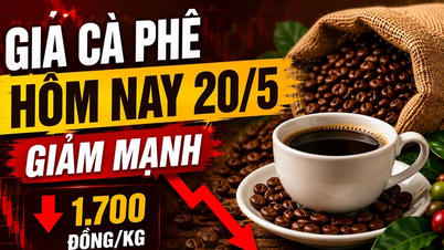 Harga kopi hari ini, 20 Mei: Arabica dan Robusta terus jatuh.