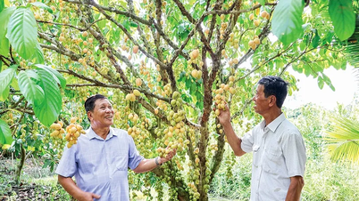 Chung tay giữ gìn vườn dâu truyền thống