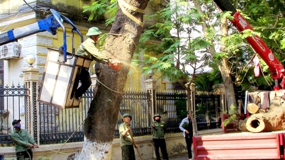 Hai Phong protège les arbres urbains avant la saison des pluies et des orages.