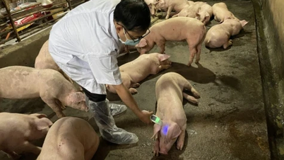 Kontrollierter Antibiotikaeinsatz – Eine Strategie für eine nachhaltige Tierhaltungsentwicklung.