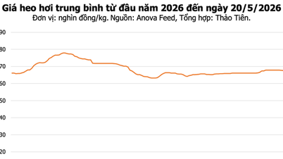 Svinekjøttpriser i dag, 20. mai: Dong Nai når 70 000 VND/kg, Hanoi og Ho Chi Minh-byen ser en liten nedgang.
