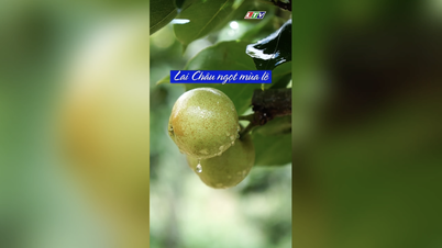 LAI CHAU: SEZON NA SŁODKIE GRUSZKI