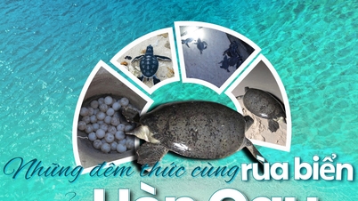Nachten doorgebracht met zeeschildpadden op het eiland Hon Cau