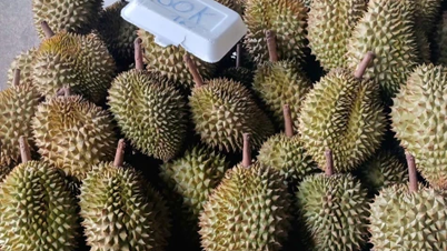 Sầu riêng 'rẻ chưa từng có' ở TP. Hồ Chí Minh