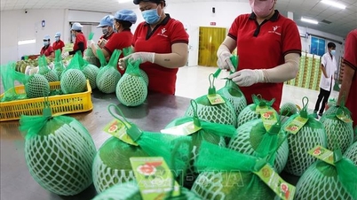 Hành trình nâng tầm thương hiệu cho bưởi da xanh Việt