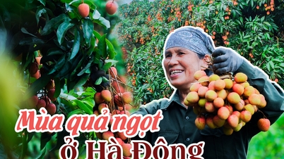 រដូវផ្លែឈើផ្អែមនៅហាដុង