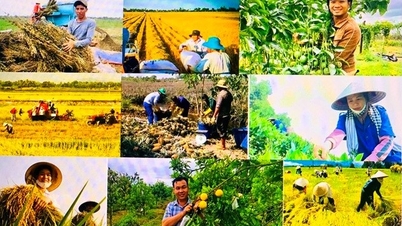 آیین‌نامه‌هایی که جزئیات برخی از مفاد قانون کارشناسی قضایی در حوزه‌های کشاورزی و محیط زیست را شرح می‌دهند.