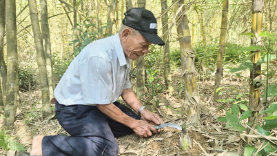 Tân Vĩnh khởi sắc từ cây tre vàng lấy măng
