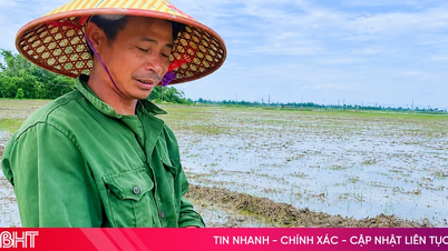 Ốc bươu vàng bùng phát, nông dân Can Lộc chật vật cứu lúa