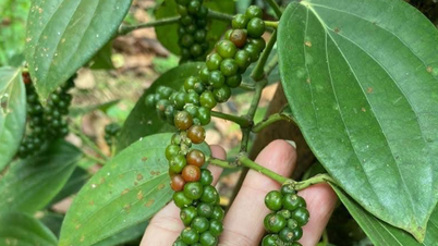 Pepper prices today, May 20, 2026: Vietnam's exports decreased by 25.4% in the first half of May.