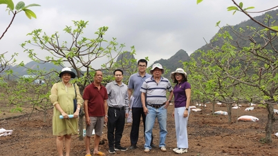 Penyelidikan tentang teknik pengurusan nutrien untuk pokok buah-buahan yang bertujuan untuk memulihkan kesihatan tanah dan menyesuaikan diri dengan perubahan iklim di Thai Nguyen