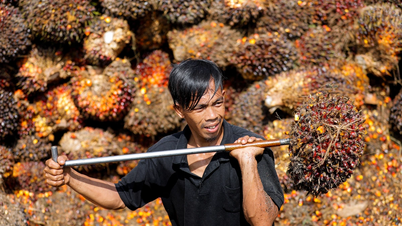 Indonesia sẽ thực hiện chính sách độc quyền nhà nước xuất khẩu than, dầu cọ