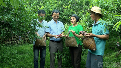 Het fruitrijpseizoen in de wijk Trung Tam.