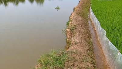 As margens do rio ao longo do Canal Than em Nam An Phu estão sofrendo erosão.