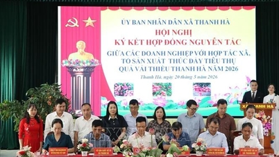 Hai Phong 2026 میں لیچی کی تجارت اور استعمال کو فروغ دیتا ہے۔