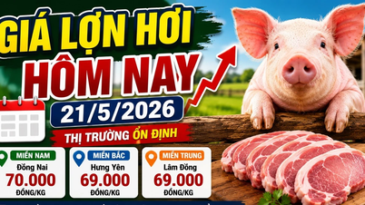 Giá lợn hơi hôm nay 21/5/2026: Miền Nam giảm nhẹ, miền Bắc đi ngang