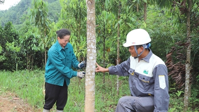 Triển vọng từ cây Quế