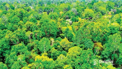Dong Nai aspira a alcanzar una tasa de cobertura forestal superior al 24,5% para 2030.