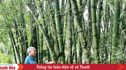 Hướng đi mới nâng thu nhập cho nông dân ở Đồng Lương