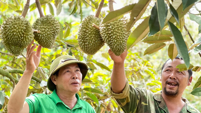 Vremea imprevizibilă provoacă îngrijorare pentru cultivatorii de durian.