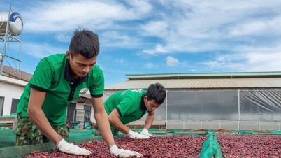 Kaffepriser idag, 21 maj 2026: Något ökade med 800 VND/kg.