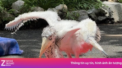 Loài cò hiếm được sinh ra ở vườn thú Thái Lan