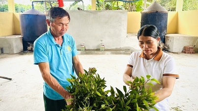 Quang Tri'nin tepelik bölgesinde geleneksel melaleuca yağı üretiminden OCOP ürünlerine uzanan bir yolculuk.