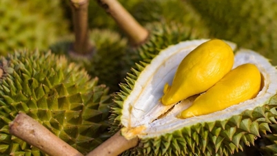 Giá sầu riêng hôm nay 21/5/2026 tăng tới 5.000 đồng/kg