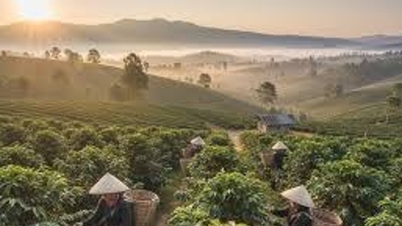 Giá tiêu hôm nay 21/5/2026: Thị trường ổn định, cao nhất 142.000 đồng/kg