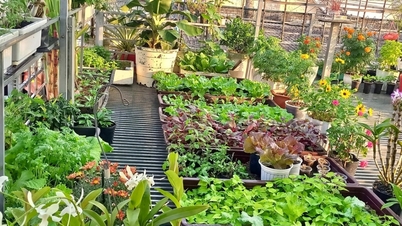 Uma mulher na cidade de Ho Chi Minh desistiu de cultivar orquídeas e transformou seu terraço em uma exuberante horta verde.