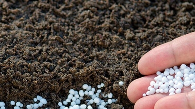Fertilizer prices today, May 21, 2026: Ca Mau Urea maintains the price of 690,000 VND/bag.