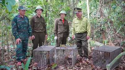 Quang Tri: 13 ville dyr sluppet tilbake i sitt naturlige miljø.