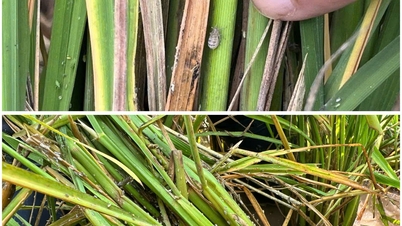 Tập trung cao độ phòng trừ rầy lứa 3 bảo vệ lúa cuối vụ Xuân