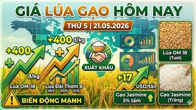 ລາຄາເຂົ້າມື້ນີ້, ວັນທີ 21 ພຶດສະພາ: ລາຄາເຂົ້າ OM18 ເພີ່ມຂຶ້ນ, ພໍ່ຄ້າຊຸກຍູ້ການຊື້.