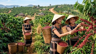 Giá cà phê hôm nay 21.5: Đồng loạt tăng 800 đồng/kg