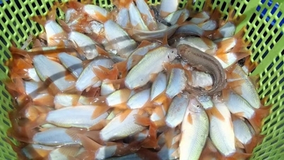 Cá gì đẹp như cá cảnh, bắt lên kêu éc éc khe khẽ, nuôi kỳ công mà cuối cùng cũng thành công ở tỉnh Đồng Tháp?