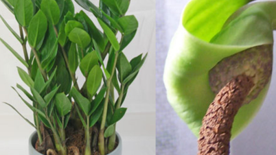 Consejos para cultivar la planta del dinero y lograr que florezca, y el significado del feng shui de ver las flores de esta planta en floración.