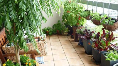 Mẹo chọn cây phong thủy trồng ngoài ban công xua xui rủi, hút tài lộc