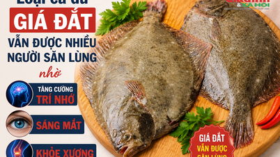 Ondanks de hoge prijs is deze vissoort nog steeds erg gewild, omdat men gelooft dat hij het geheugen, het gezichtsvermogen en de botgezondheid verbetert.