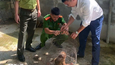 Nghe An: En sjelden rødansiktsape slippes tilbake til sitt naturlige habitat.