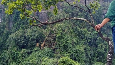 Reprimere la raccolta illegale di amaranto rosa nelle foreste naturali.