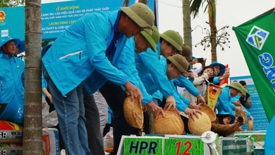 La expansión del modelo de cultivo de arroz de bajas emisiones mejorará la imagen del arroz vietnamita.