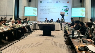ASEAN tìm cơ chế đầu tư, thúc đẩy canh tác lúa giảm phát thải