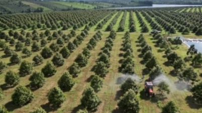 Komunitní zemědělské poradenství „propojuje“ farmáře s podniky.