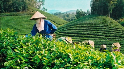 Taiwan verhoogt de thee-import uit Vietnam.