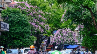 کریپ مرٹل کے پھول دارالحکومت کی تمام سڑکوں پر اپنے جامنی رنگ کے پھول دکھا رہے ہیں۔